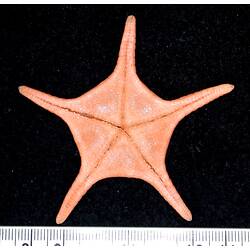 Front view of orange-pink seastar on black background with ruler.