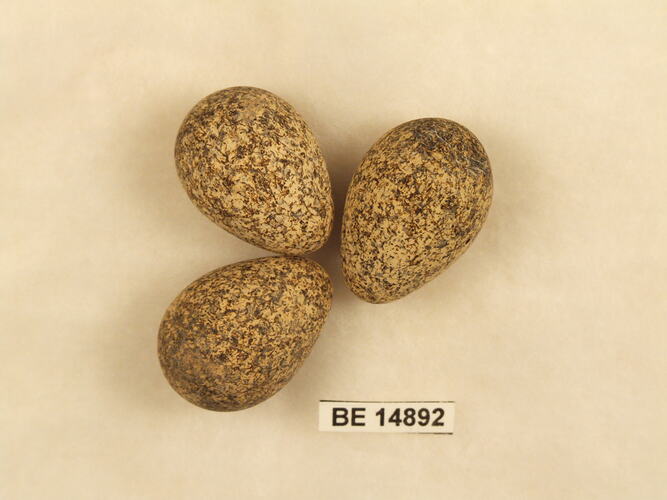 Three bird eggs with specimen label.