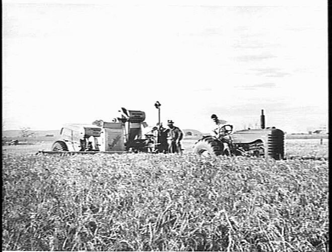 HARVESTING 3 TONS OF RICE PER ACRE WITH SUNSHINE NO. 4 HEADER AND 744 DIESEL TRACTOR. MR. P. BADOCO, FARM 258, GRIFFITH, N.S.W.: APRIL 1953