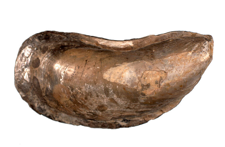 <em>Mytilus</em> sp., fossil mussel. [P 104751]