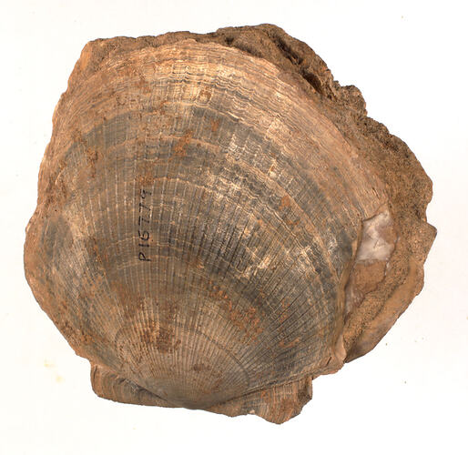 <em>Serripecten yahliensis semilaevis</em>, fossil bivalve. [P 16779]