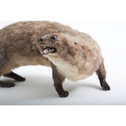 Taxidermied otter specimen mounted with a snarling face.