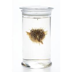 <em>Diodon nicthemerus</em>, Globefish. [A 2452]