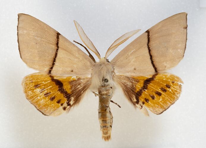 <em>Gastrophora henricaria</em>, Fallen Bark Looper, male. [HET 36744]