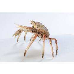 <em>Leptomithrax gaimardii</em>, Giant Spider Crab. [J 46721.16]