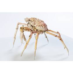 <em>Leptomithrax gaimardii</em>, Giant Spider Crab. [J 46721.39]