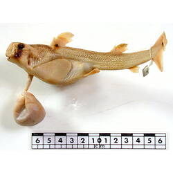 Shark specimen with labels beside scale bar.
