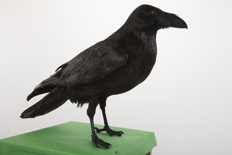 <em>Corvus corax corax</em>, Common Raven, mount.  Registration no. 58420.