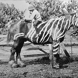 Negative - Boy Painting Zebra Stripes on a Horse, Merrigum, Victoria, 1910