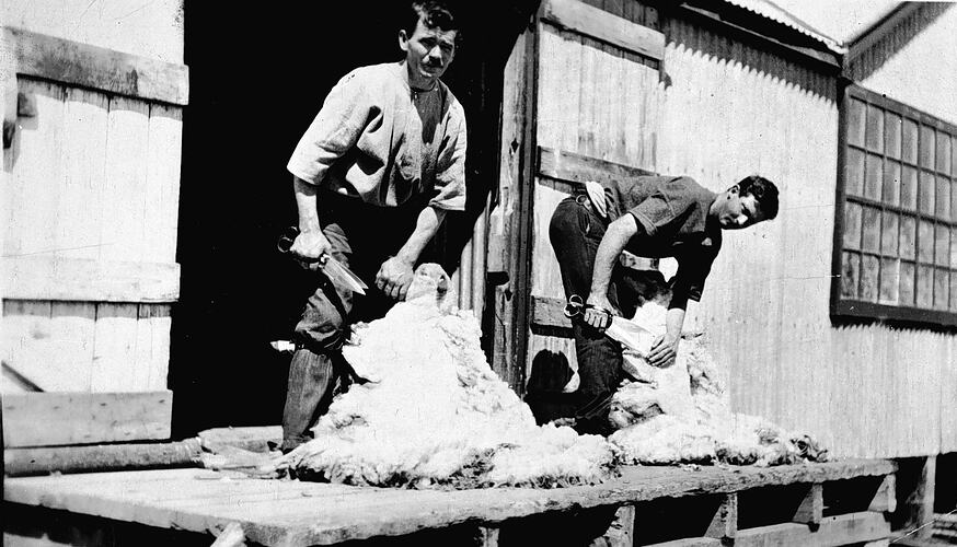 [Shearing sheep with hand shears at Mountjoy station, Eastville, near Bendigo, 1928.]