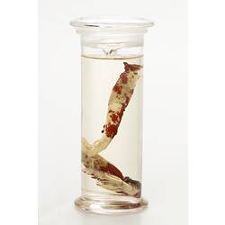 Shrimp wet specimens in glass jar.