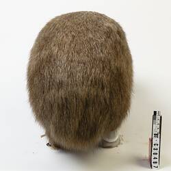 Grey-brown wombat specimen mount.