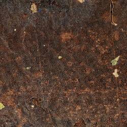 Detail of fish fossil in matrix.