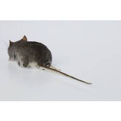 Dark grey rodent skin specimen with straight tail.