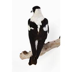 Mounted bird specimen with black and white feathers.