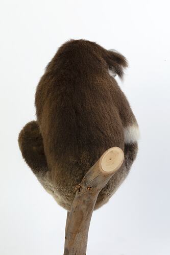 Koala specimen mounted in a sleeping pose on a branch.