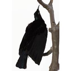 Black bird taxidermy mount with irridescent feathers near face.