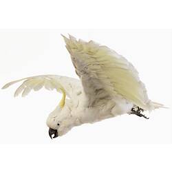 Our Fauna, Land - Sulphur-crested Cockatoo Mount, <em>Cacatua galerita</em>