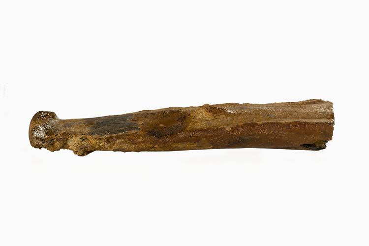 Long, golden-brown fossil bone fragment.