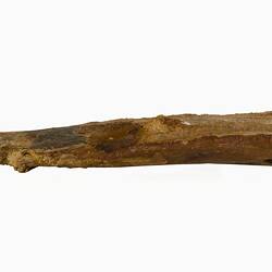 Long, golden-brown fossil bone fragment.