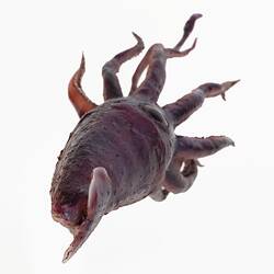 Purple squid model with flowing tentacles.