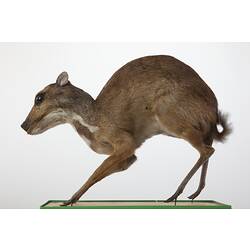Side view of mounted deer specimen.
