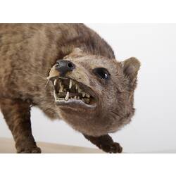 Mounted civet specimen, mounted as though snarling.