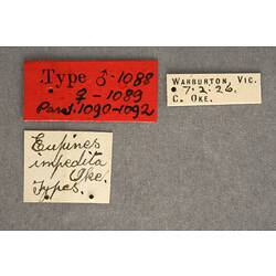 Entomology type specimen labels.