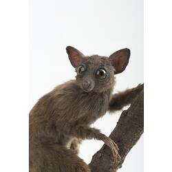 <em>Galago alleni</em>, Allen's Squirrel Galago, mount.  Registration no. C 30234.