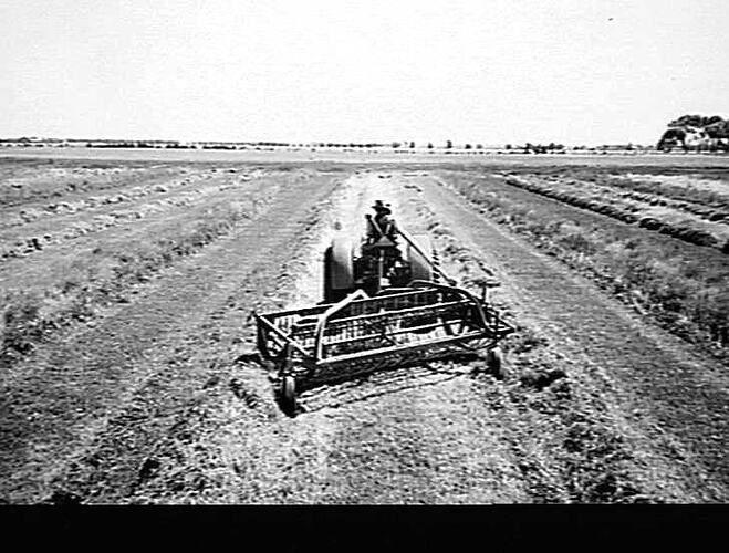 SUNSHINE POWER-DRIVE SIDE DELIVERY RAKE AT WORK ON MMBW FARM WERRIBEE VIC. MARCH 1953.
