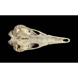 Echidna skull with very long slender snout.