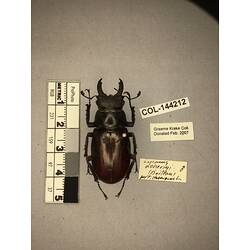 Dorsal view of pinned beetle specimen with labels.