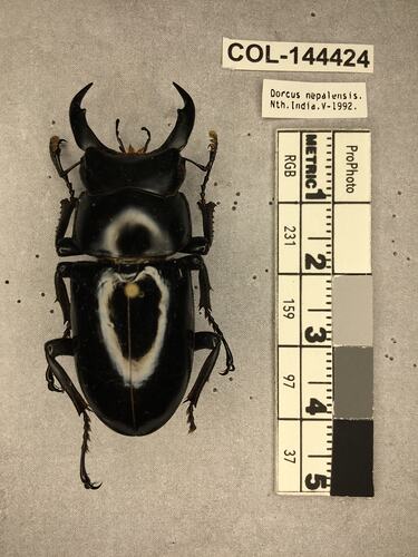 Shiny brown beetle specimen with large mandibles, pinned next to text labels.