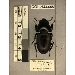 Dorsal view of pinned beetle specimen with labels.
