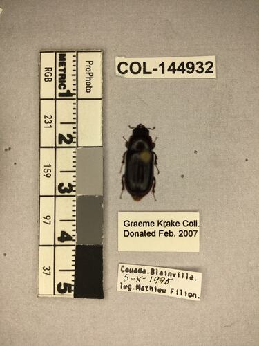 Shiny brown beetle specimen with large mandibles, pinned next to text labels.