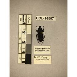 Dorsal view of pinned beetle specimen with labels.