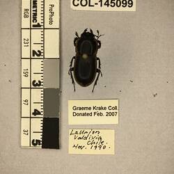 Shiny brown beetle specimen with large mandibles, pinned next to text labels.