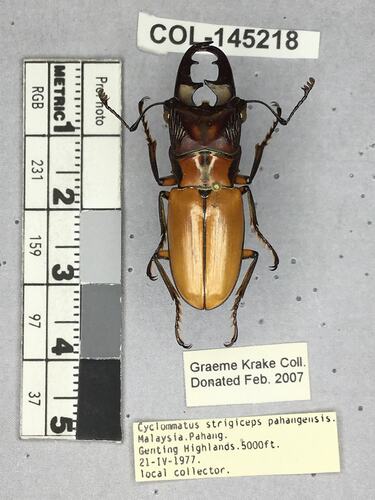 Shiny brown beetle specimen with large mandibles, pinned next to text labels.