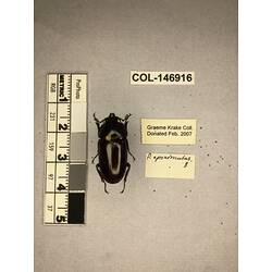 Dorsal view of pinned beetle specimen with labels.