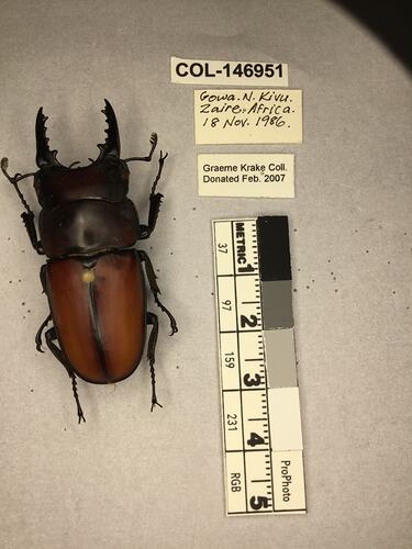 Shiny brown beetle specimen with large mandibles, pinned next to text labels.