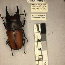 Shiny brown beetle specimen with large mandibles, pinned next to text labels.