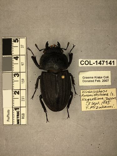 Shiny brown beetle specimen with large mandibles, pinned next to text labels.