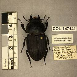 Shiny brown beetle specimen with large mandibles, pinned next to text labels.