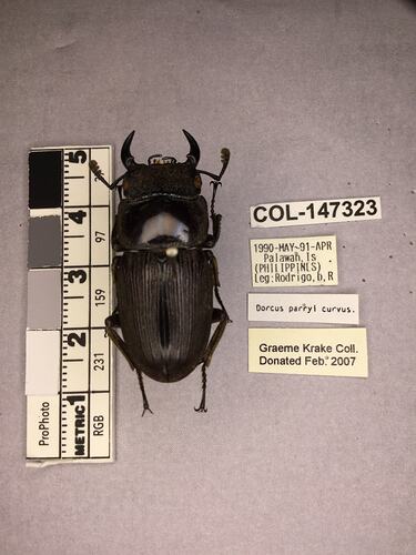 Shiny brown beetle specimen with large mandibles, pinned next to text labels.