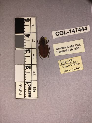 Shiny brown beetle specimen with large mandibles, pinned next to text labels.