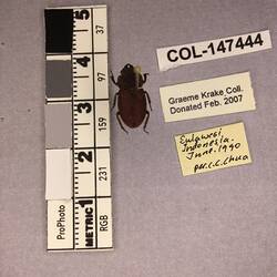 Shiny brown beetle specimen with large mandibles, pinned next to text labels.