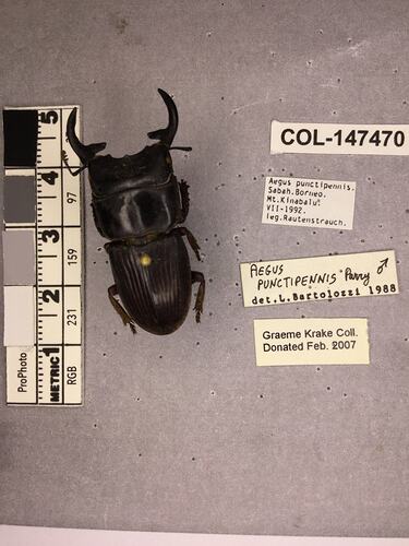 Shiny brown beetle specimen with large mandibles, pinned next to text labels.