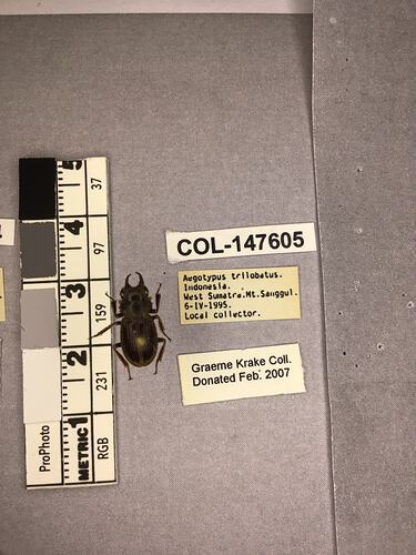 Shiny brown beetle specimen with large mandibles, pinned next to text labels.