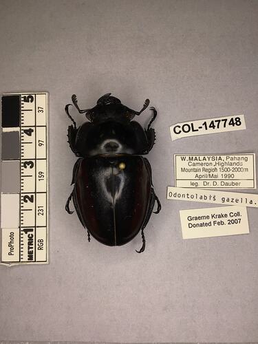 Shiny brown beetle specimen with large mandibles, pinned next to text labels.