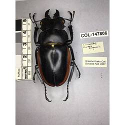 Dorsal view of pinned beetle specimen with labels.